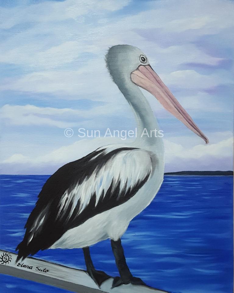 091 Pelican (Hervey Bay, QLD)